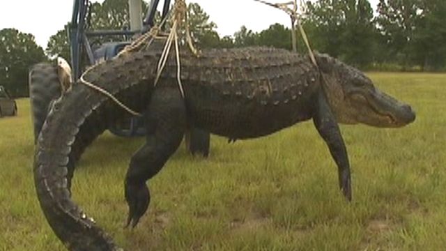 Monster Gator Bagged in Georgia