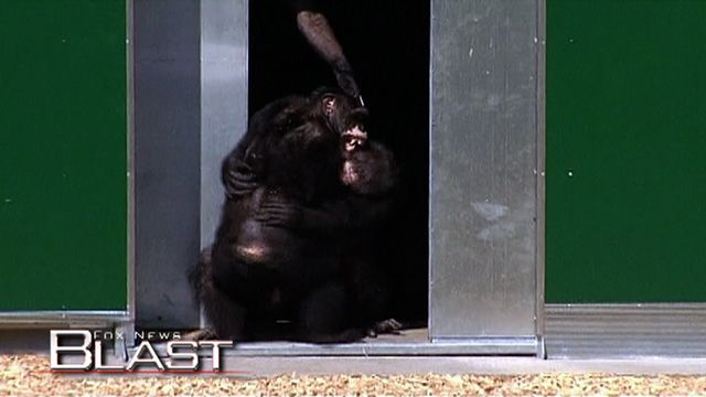 Chimps First Day Out