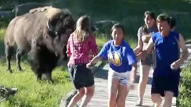 Wild bison charges group of children at Yellowstone