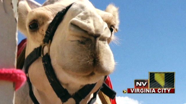 Across America: Thousands gather for camel races in Nevada