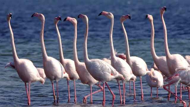 People stand like flamingos in Florida