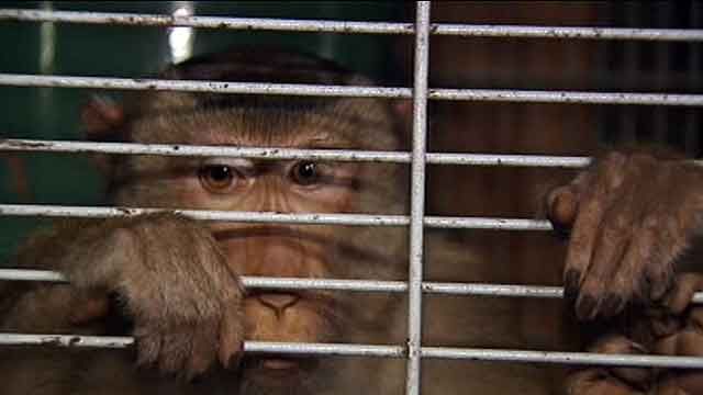 Monkey escapes owner's home, bites neighbor