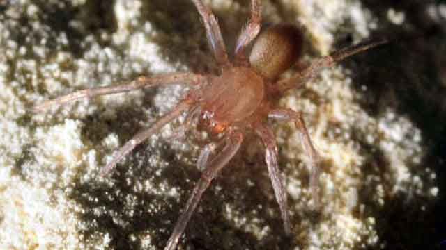 Endangered spider threatens $15 million highway project