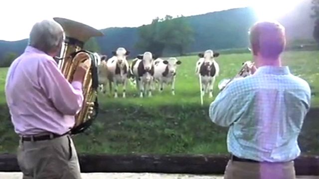 Cows Wowed by Jazz Band