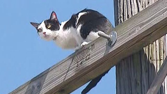 Kitty trapped perilously close to electrical wires