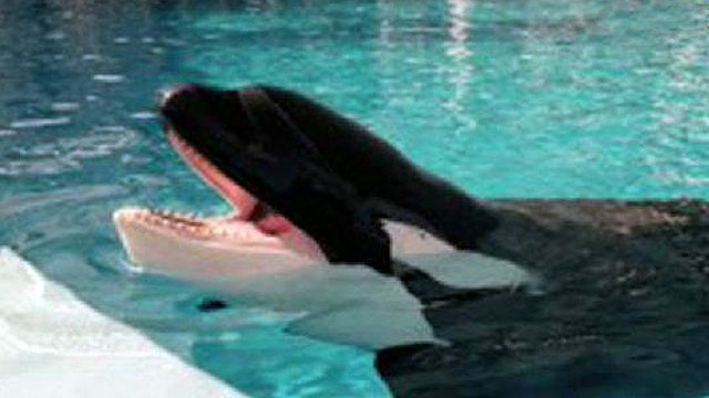 SeaWorld's New Safety Measure