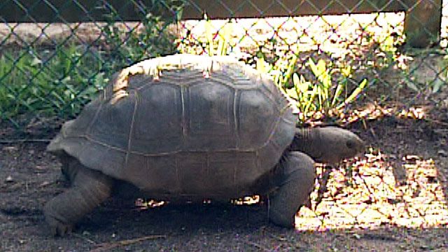 500 Pound Tortoise Seized in New Jersey