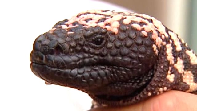 Venomous Lizard Sightings Increase in Arizona