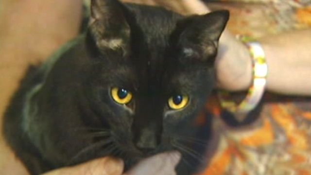 How did stowaway kitty get through airport security?
