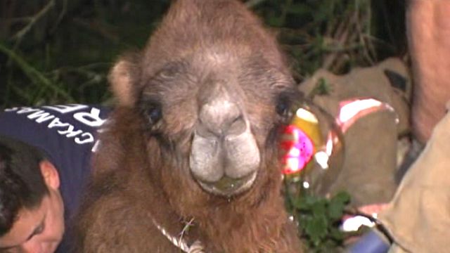 'Miracle Camel' Moses Rescued From Sinkhole