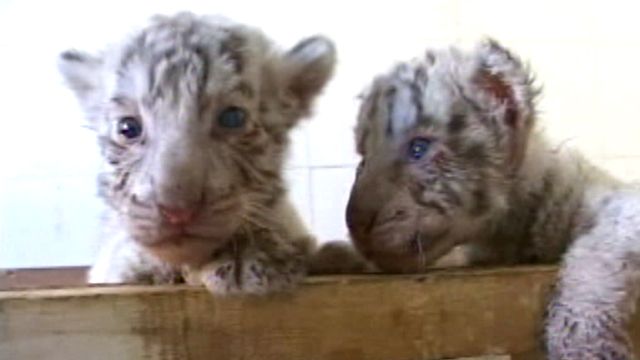 White Tiger Cubs Get Surrogate Mother