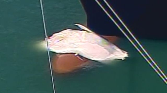 Raw Video: Whale vs. Cargo Ship