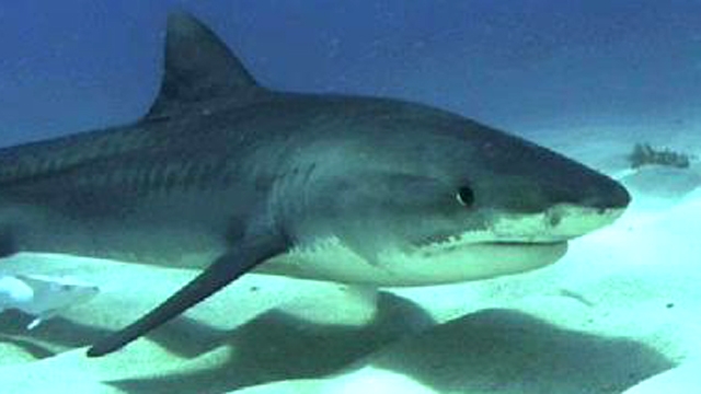 Missing Boater Found Inside Shark