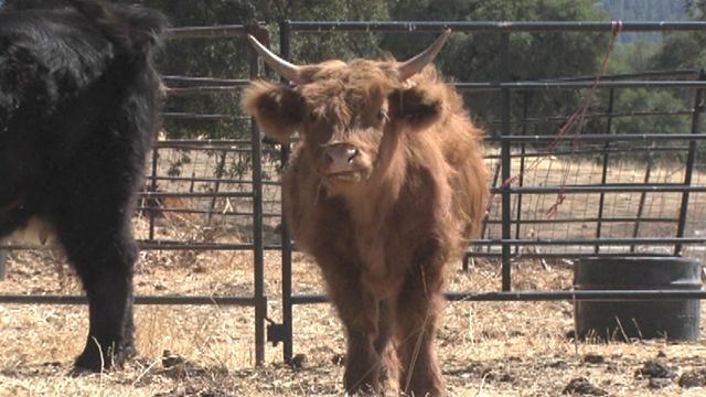 Valuable miniature cows stolen in California