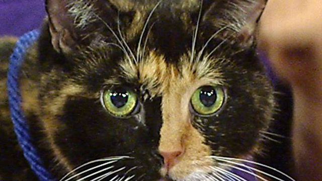 Missing Colorado Cat Found in New York City