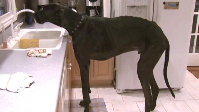Great Dane gets paws on world record