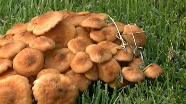 Could poisonous fungi be lurking in your yard?