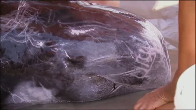Florida Beachgoers Rescue Rare Dolphin