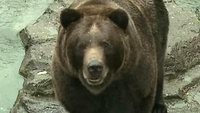 Wounded Grizzly Kills Hunter Along Idaho-Montana Border