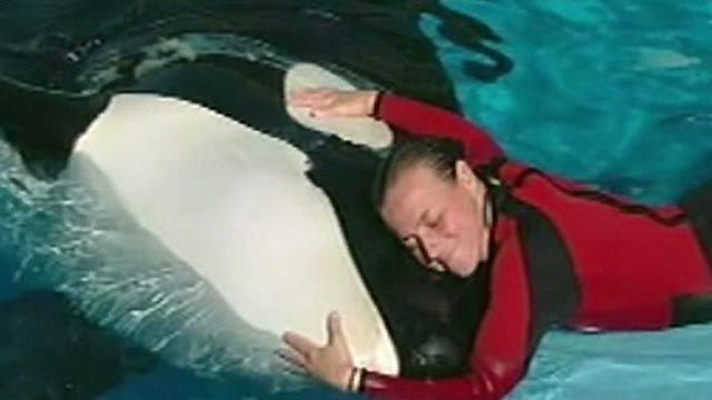 Killer Whale Attack Video at Center of Hearing