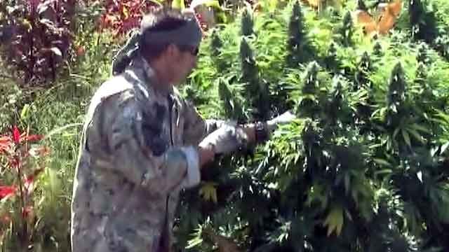 Drug bust nets thousands of pot plants
