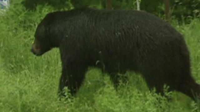 Councilman Attacked By Black Bear