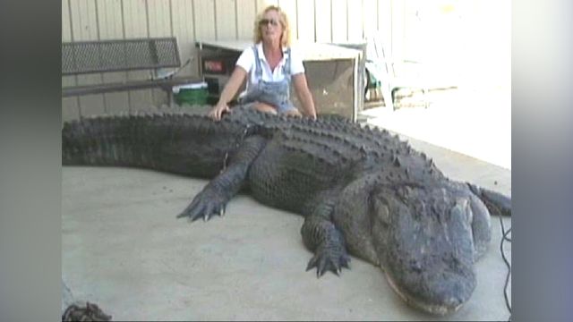 Gator Done: Woman Bags Giant Alligator