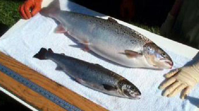 Genetically Altered Salmon to Hit Store Shelves?