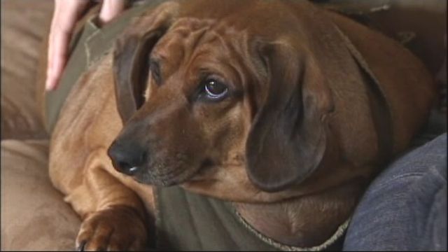 Overweight Dog Inspires People to Lose Weight