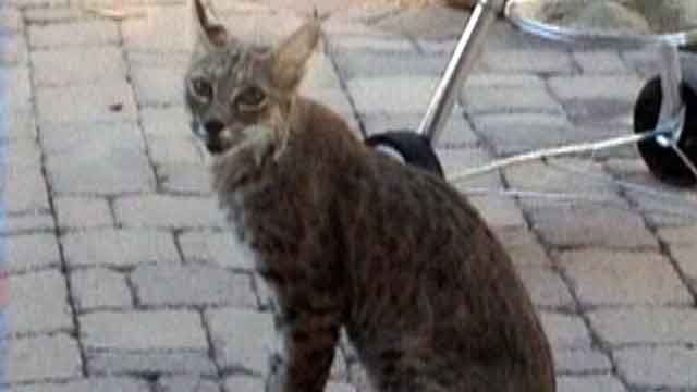 Bobcat spotted in Arizona backyard
