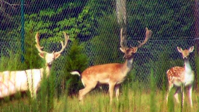 Deer Executed By Game Wardens in North Carolina