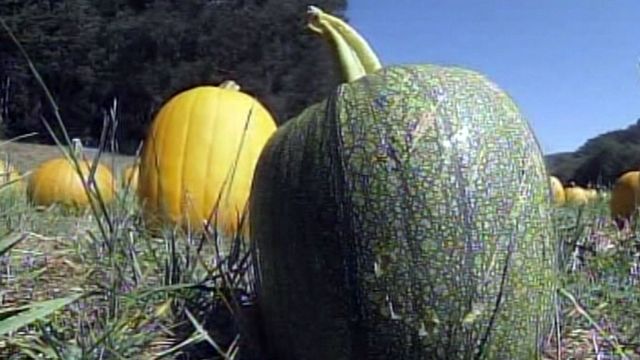 Farmers Experiencing Pumpkin Shortage