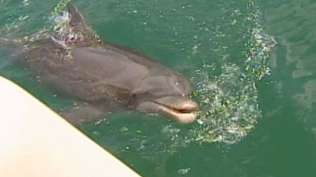 Popular Tampa dolphin found dead
