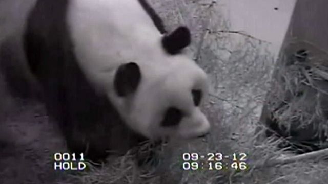 National Zoo baby panda dies 