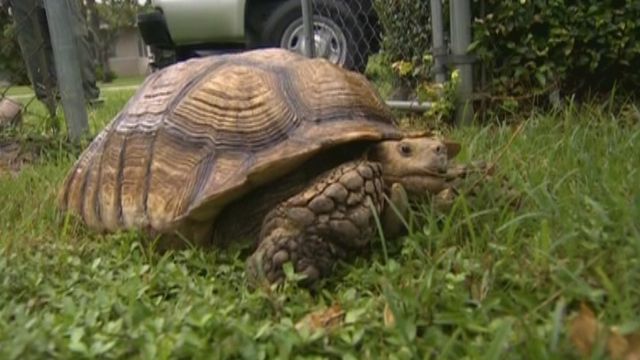 Family's missing tortoise returns home