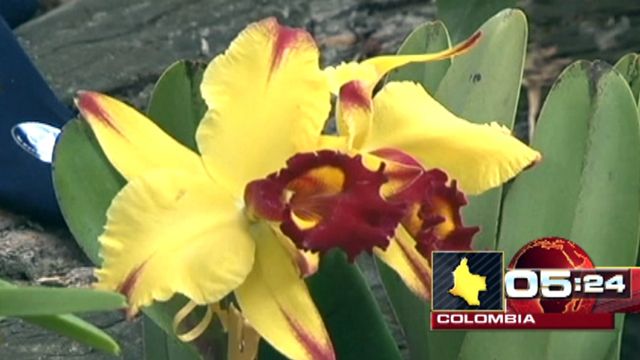 Around the World: Annual Orchid Exposition held in Colombia