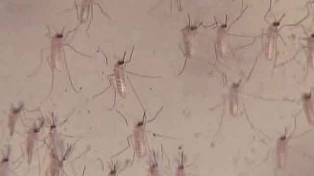 West Nile cases numbers rising nationwide