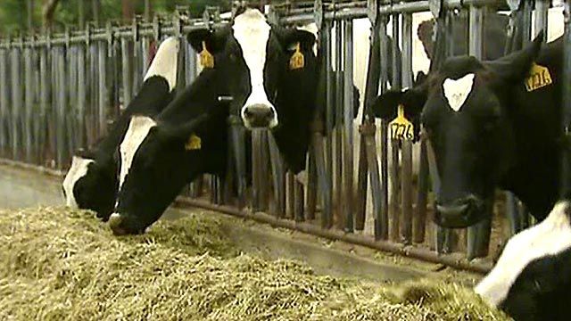 Record Hay Prices Hurting Dairy Farmers