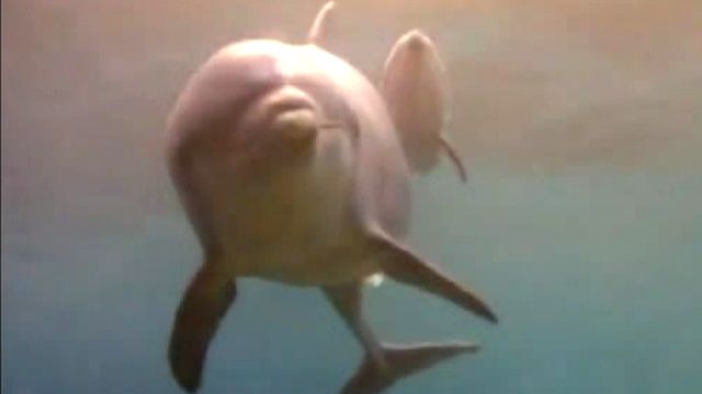 Miracle of life: Dolphin birth caught on tape