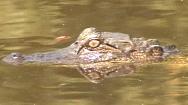 Gator lurking in lake fed by 'friend'