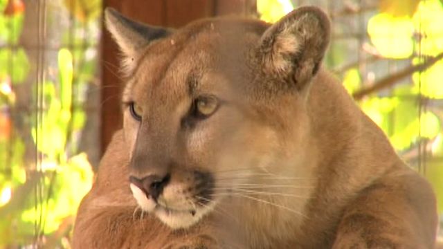 Law forces officials to kill mountain lion family?