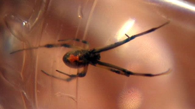 Deadly Spiders Invading Houses in Florida