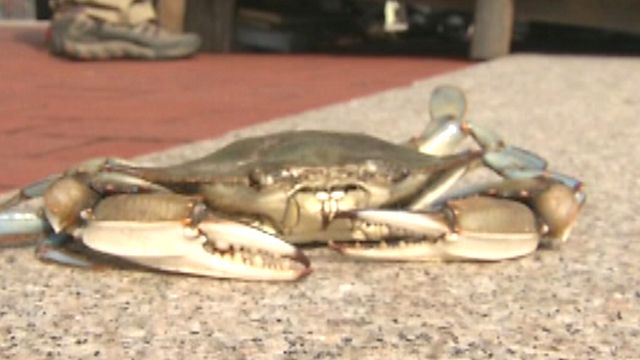 Move over Punxsutawney Phil? Crab predicts weather