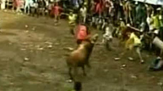 Chaos as Bullfight Goes Awry