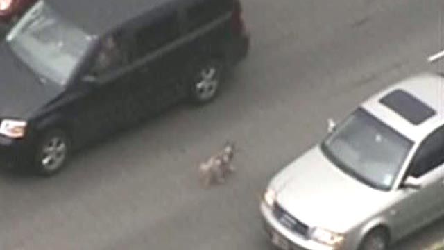 Dog Snares Rush Hour Traffic