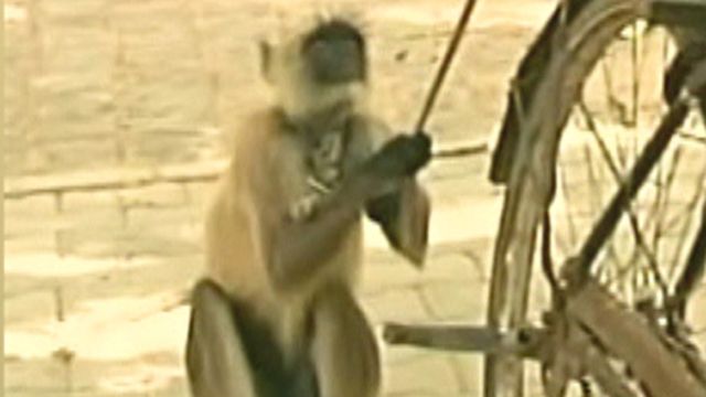 Around the World: Monkeys Put to Work