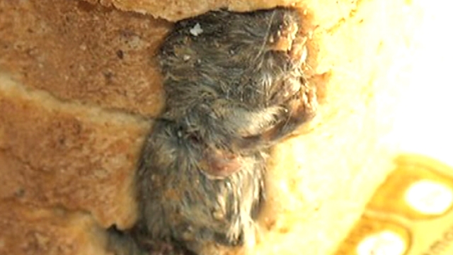 Mouse Baked Into Loaf of Bread