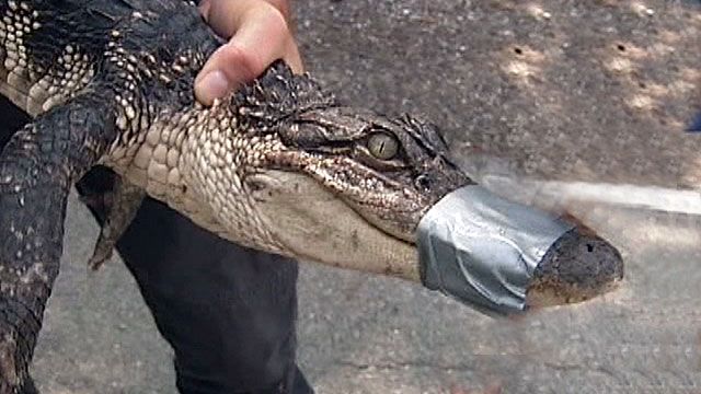 Alligator Surprises Homeowner
