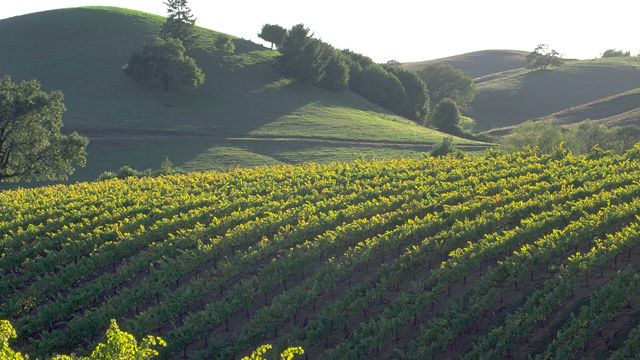 Visiting the Napa-Sonoma Wine Country