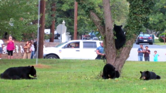 Mother bear and her cubs surprise NJ residents